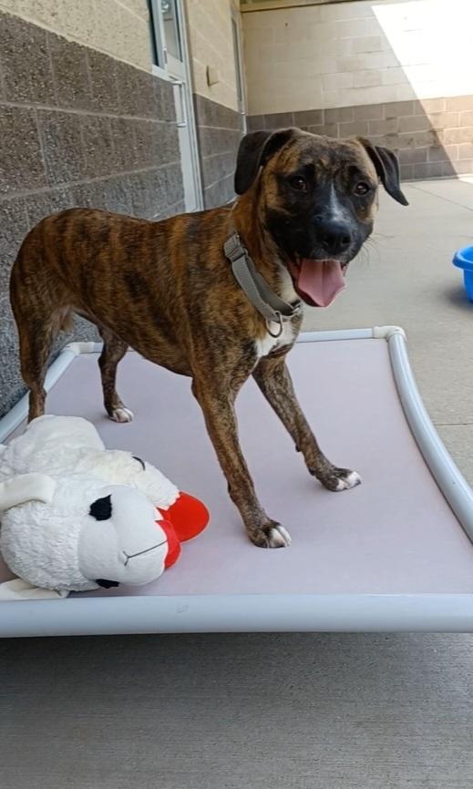 Elsa, a Adoptable mixed breed in Kalamazoo, MI image 2/3