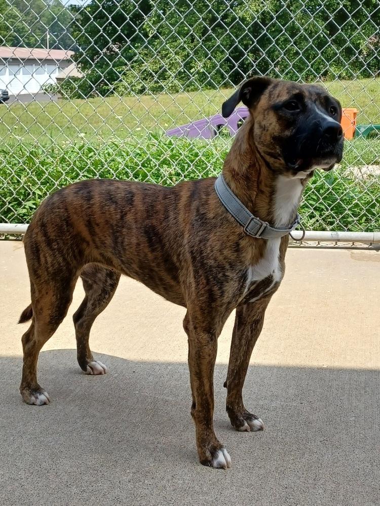 Elsa, a Adoptable mixed breed in Kalamazoo, MI image 3/3