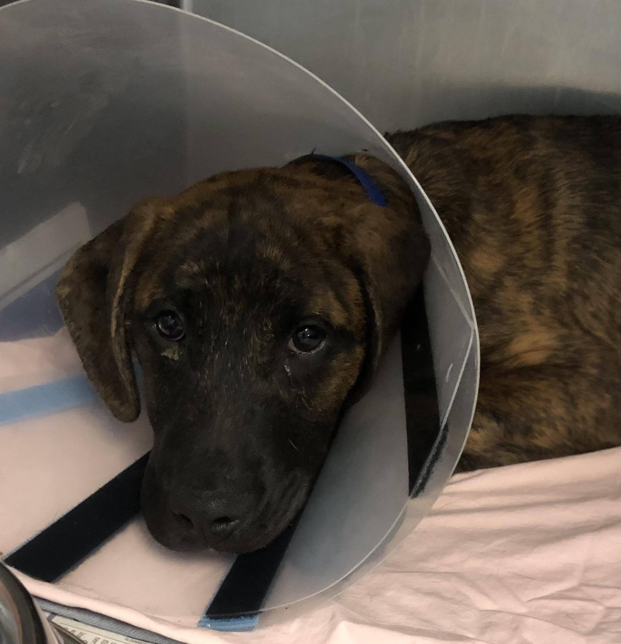 Enlarge Gus, an adoptable mixed breed in Parma, OH image 1/1