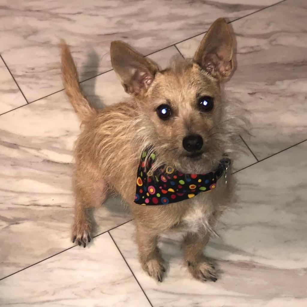 Enlarge Francis "Ford" Coppola- TheGivingDay12, a Adoptable Chihuahua in Allen, TX image 1/6