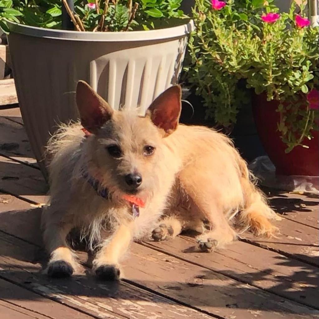 Enlarge Francis "Ford" Coppola- TheGivingDay12, a Adoptable Chihuahua in Allen, TX image 2/6