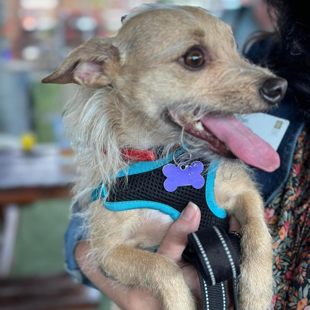 Enlarge Francis "Ford" Coppola- TheGivingDay12, a Adoptable Chihuahua in Allen, TX image 2/6