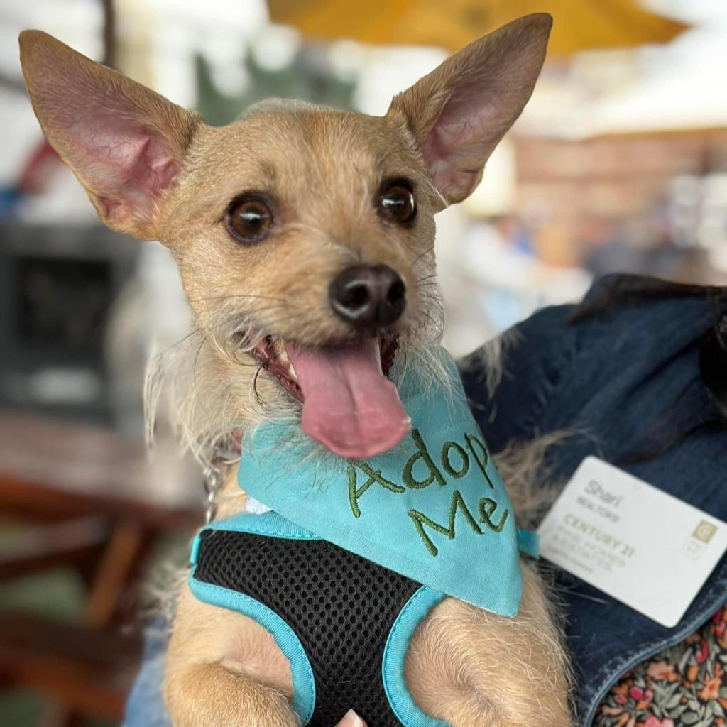 Enlarge Francis "Ford" Coppola- TheGivingDay12, a Adoptable Chihuahua in Allen, TX image 3/6