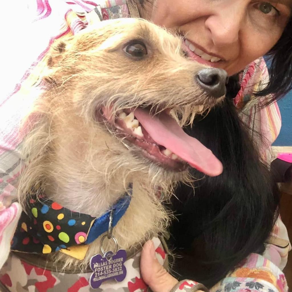 Enlarge Francis "Ford" Coppola- TheGivingDay12, a Adoptable Chihuahua in Allen, TX image 4/6