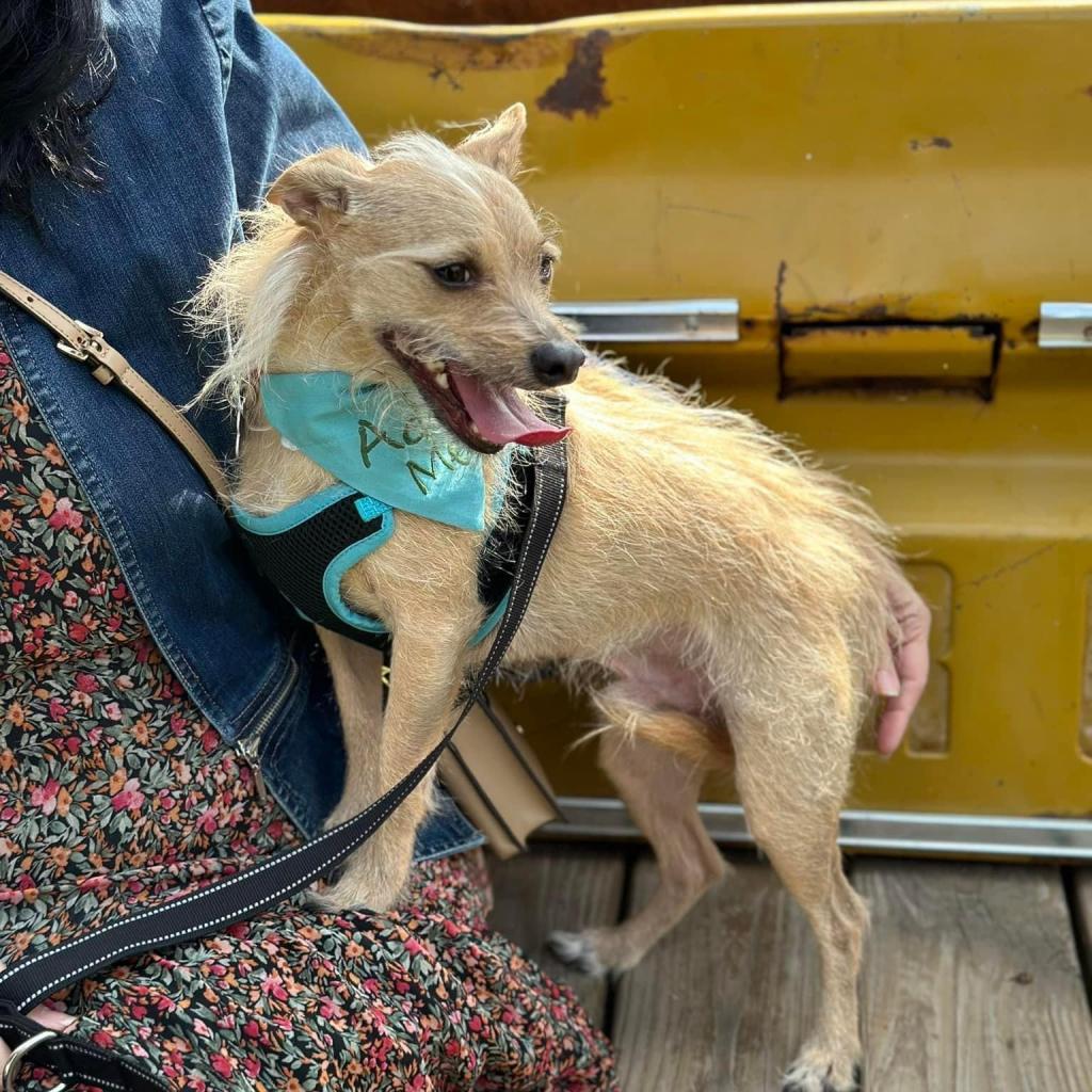 Enlarge Francis "Ford" Coppola- TheGivingDay12, a Adoptable Chihuahua in Allen, TX image 5/6