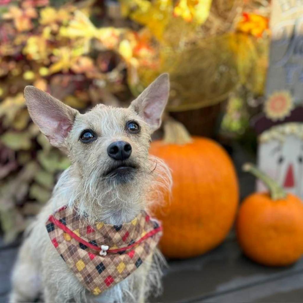 Enlarge Francis "Ford" Coppola- TheGivingDay12, a Adoptable Chihuahua in Allen, TX image 6/6