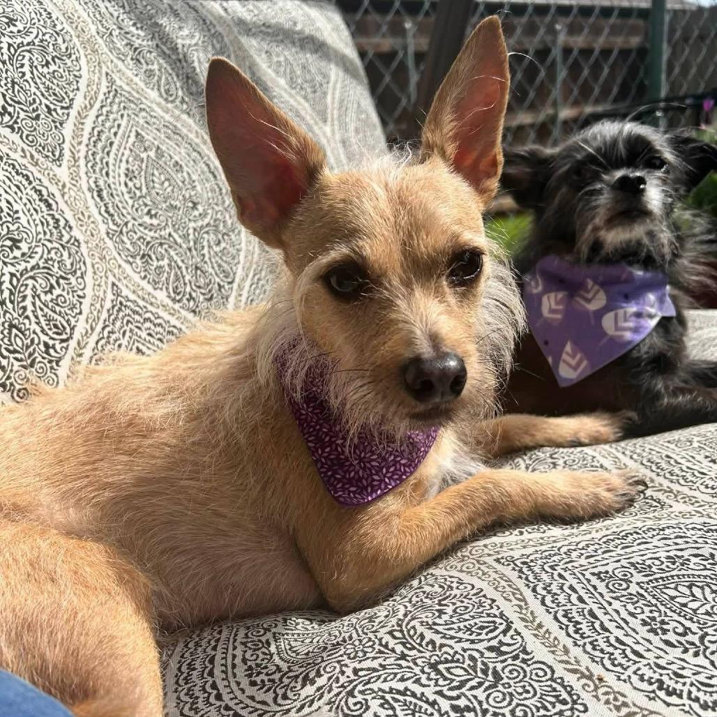 Francis "Ford" Coppola- TheGivingDay12, a Adoptable Chihuahua in Allen, TX image 6/6