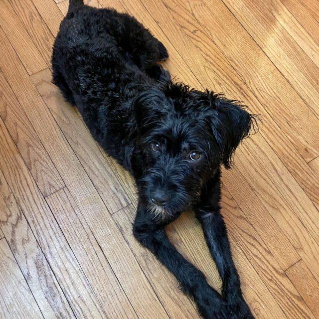 Jubilee, a ADOPTABLE mixed breed in Rensselaer, NY image 4/5