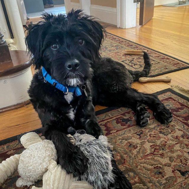 Jubilee, a ADOPTABLE mixed breed in Rensselaer, NY image 3/5