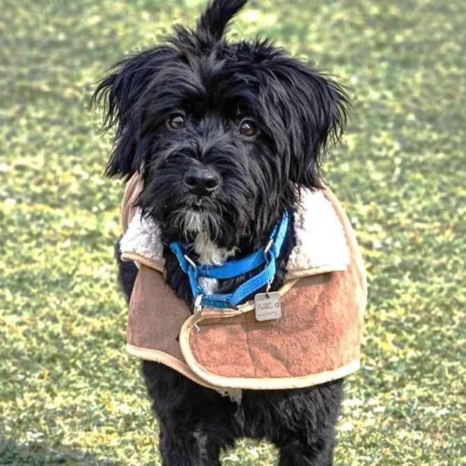 Jubilee, a ADOPTABLE mixed breed in Rensselaer, NY image 1/5