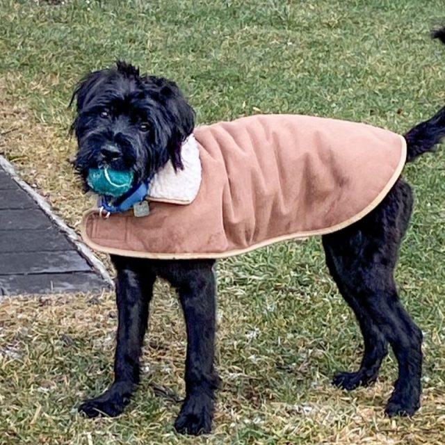 Jubilee, a ADOPTABLE mixed breed in Rensselaer, NY image 2/5