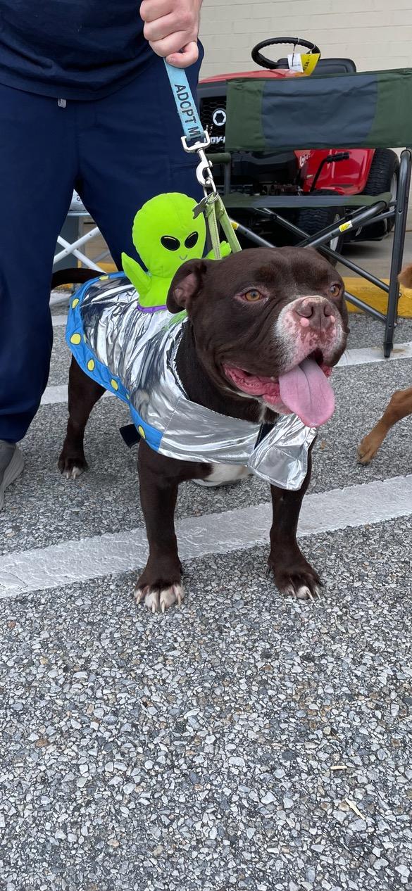 Croski, Adoptable, Young Male American Bully.