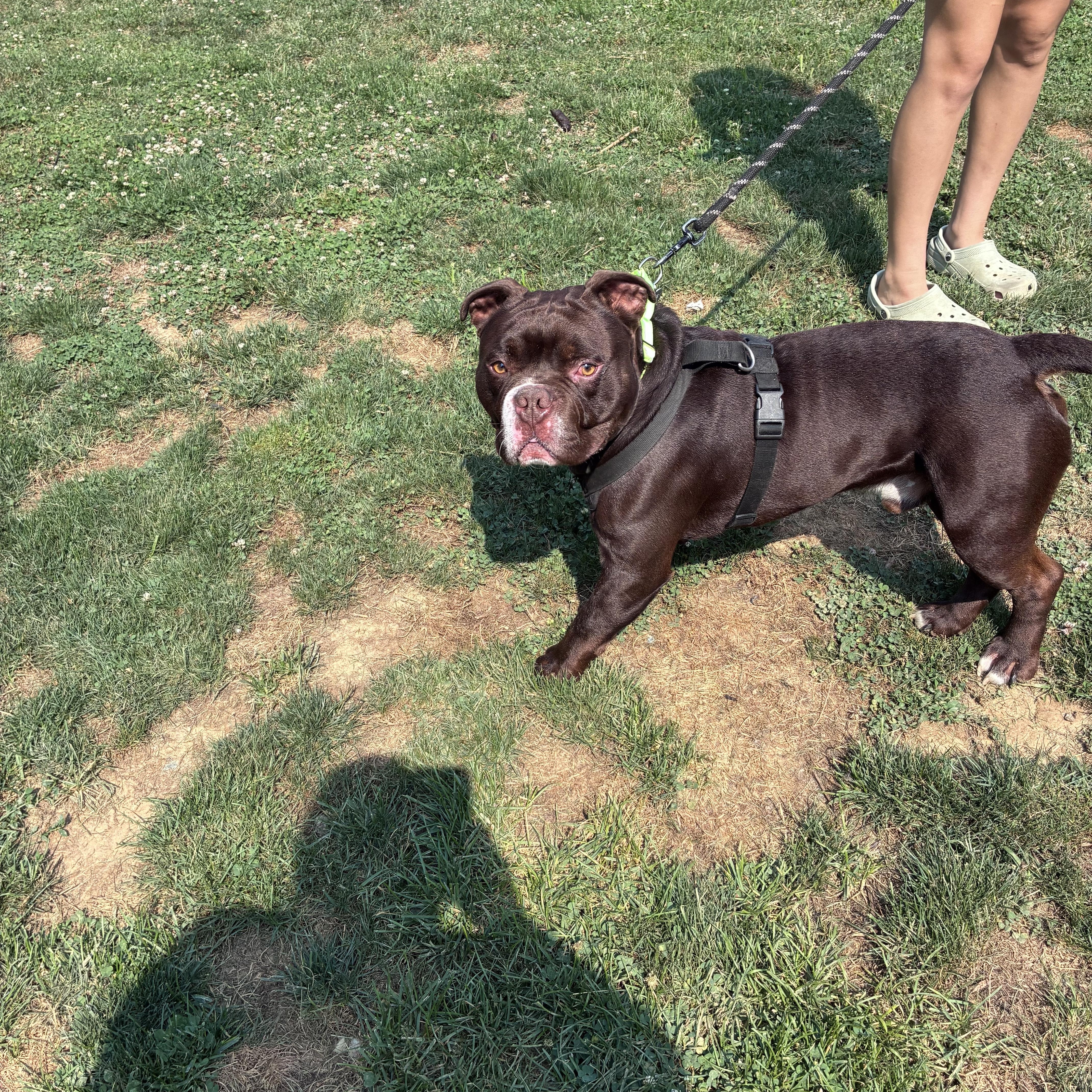 Enlarge Croski, a ADOPTABLE American Bully in Lincoln University, PA image 3/3