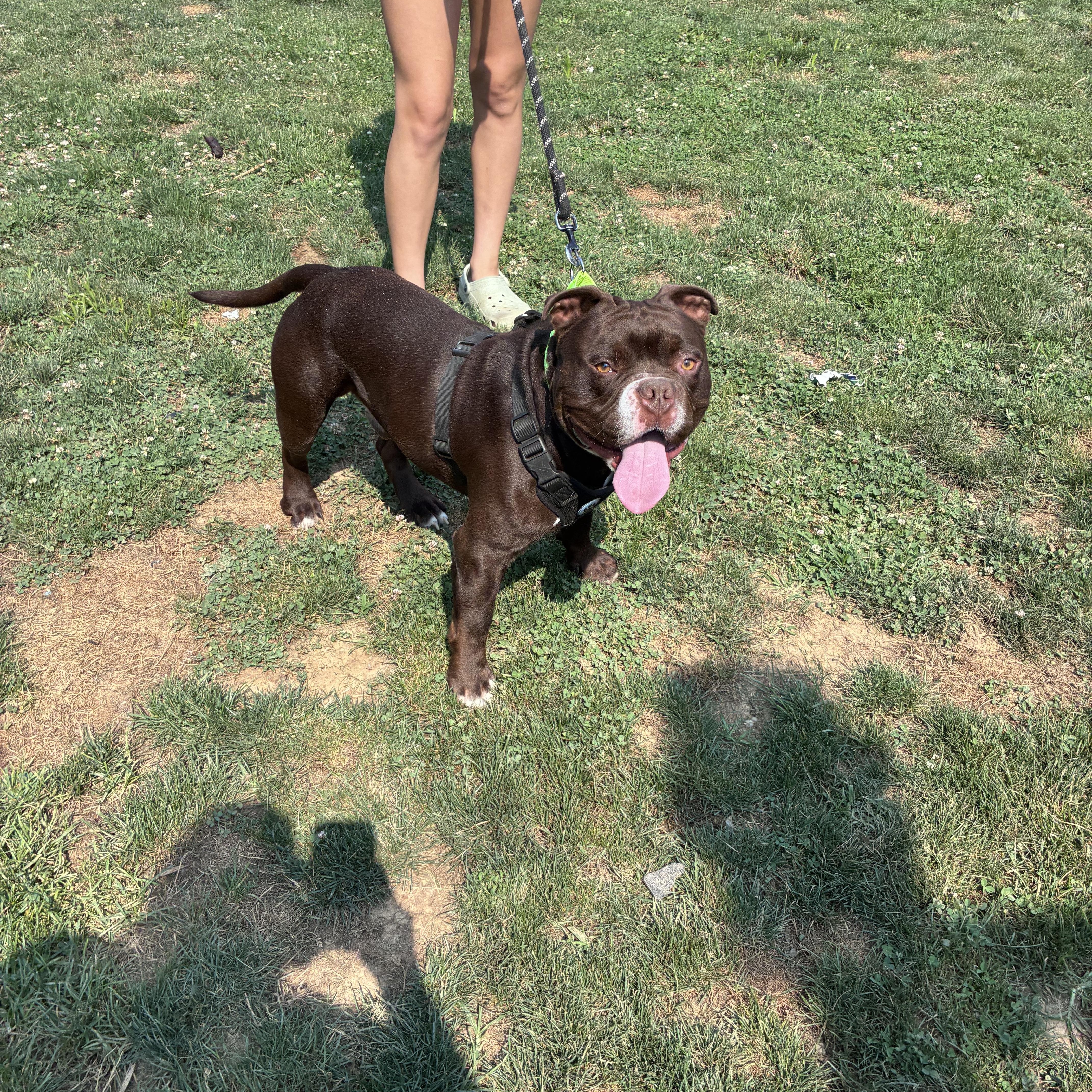 Enlarge Croski, a ADOPTABLE American Bully in Lincoln University, PA image 1/3