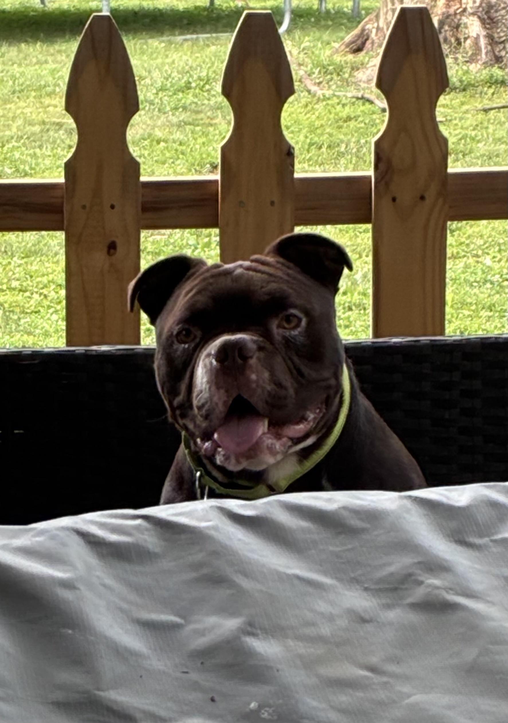 Enlarge Croski, a Adoptable American Bully in Lincoln University, PA image 3/5