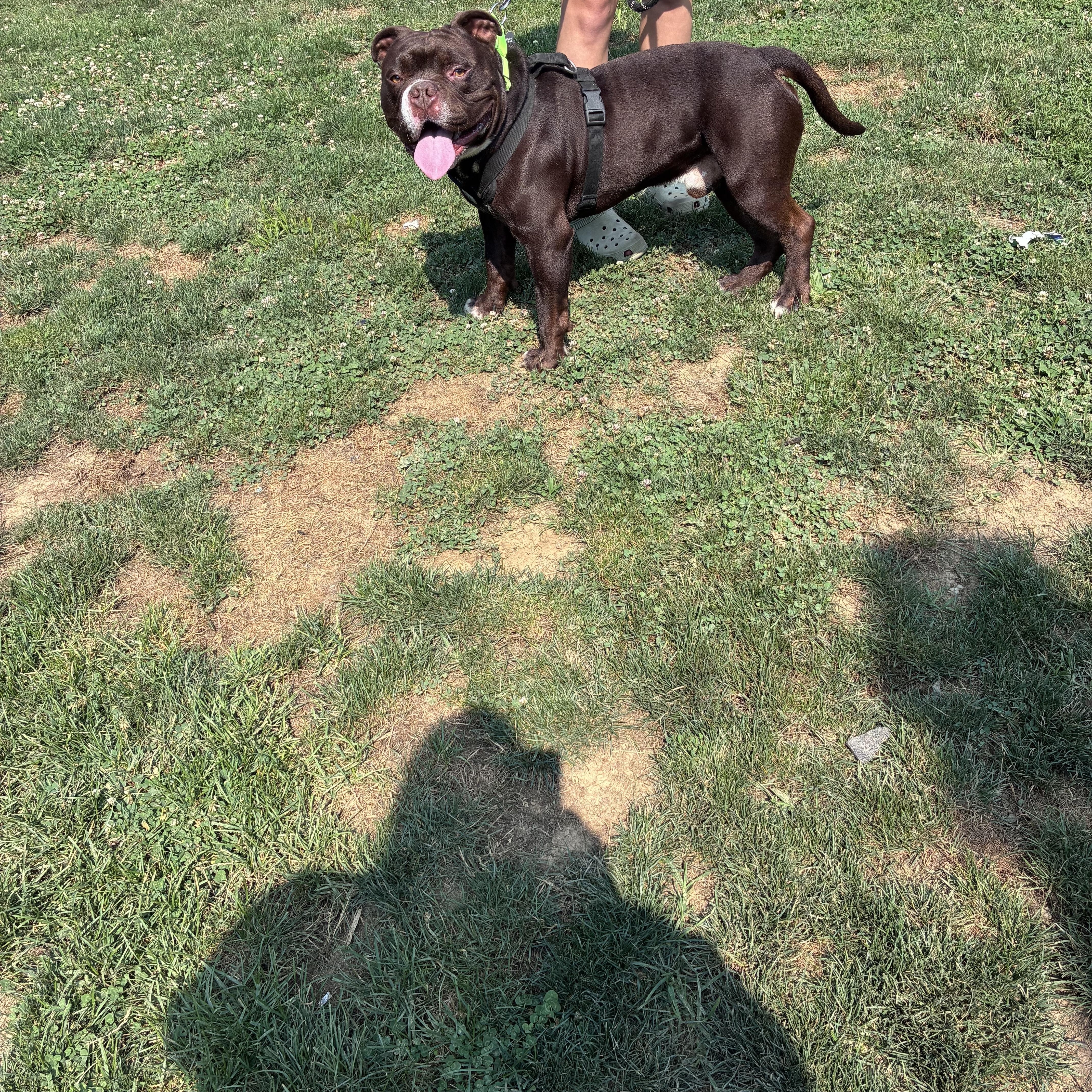 Enlarge Croski, a ADOPTABLE American Bully in Lincoln University, PA image 2/3