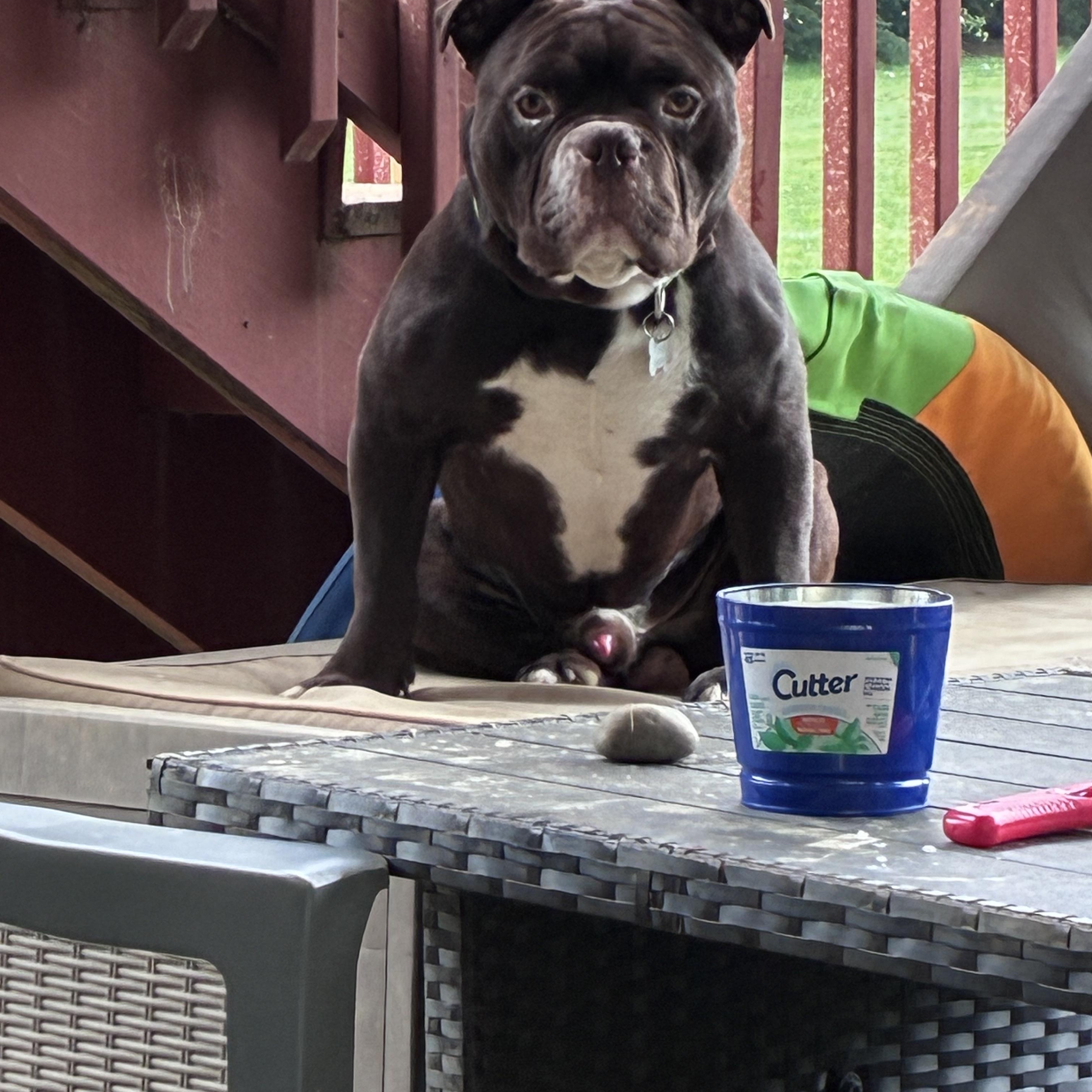 Enlarge Croski, a Adoptable American Bully in Lincoln University, PA image 5/5