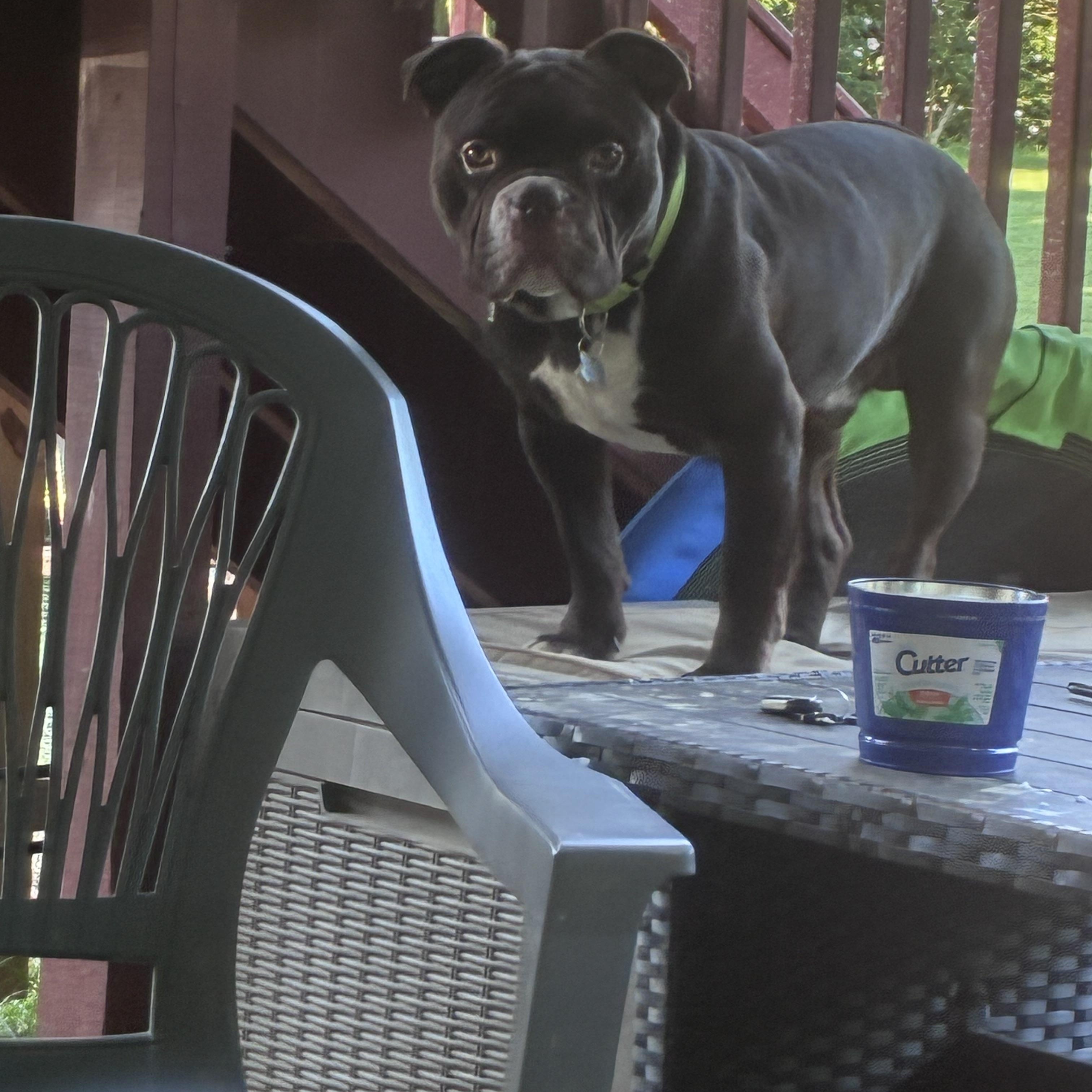 Enlarge Croski, a Adoptable American Bully in Lincoln University, PA image 2/5