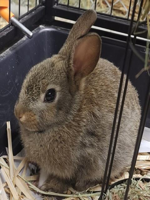 SAMARA, Adoptable, Adult Female Bunny Rabbit.