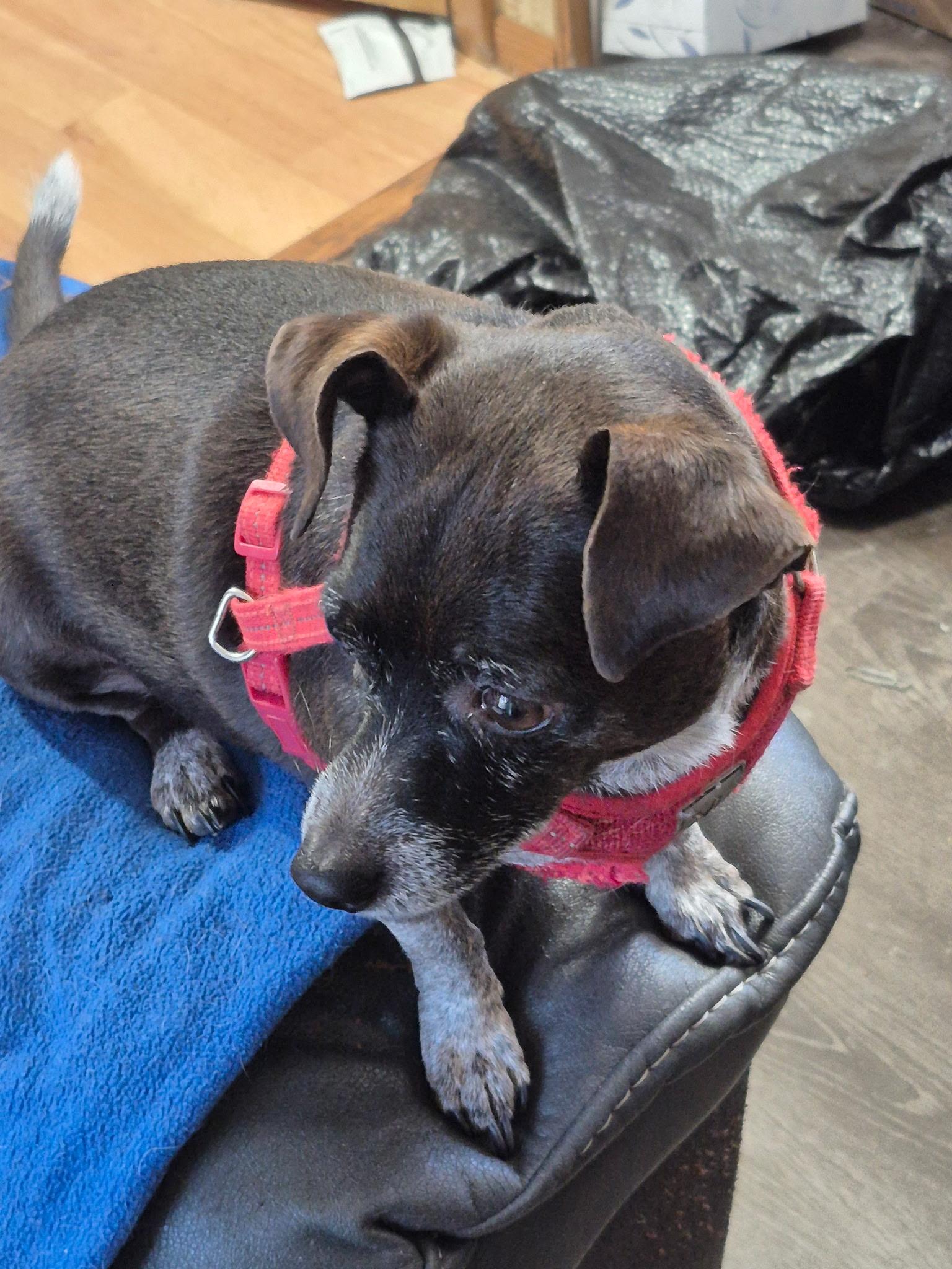 Vina - Local Jan 9-11, adopted, Adult Female Chihuahua.