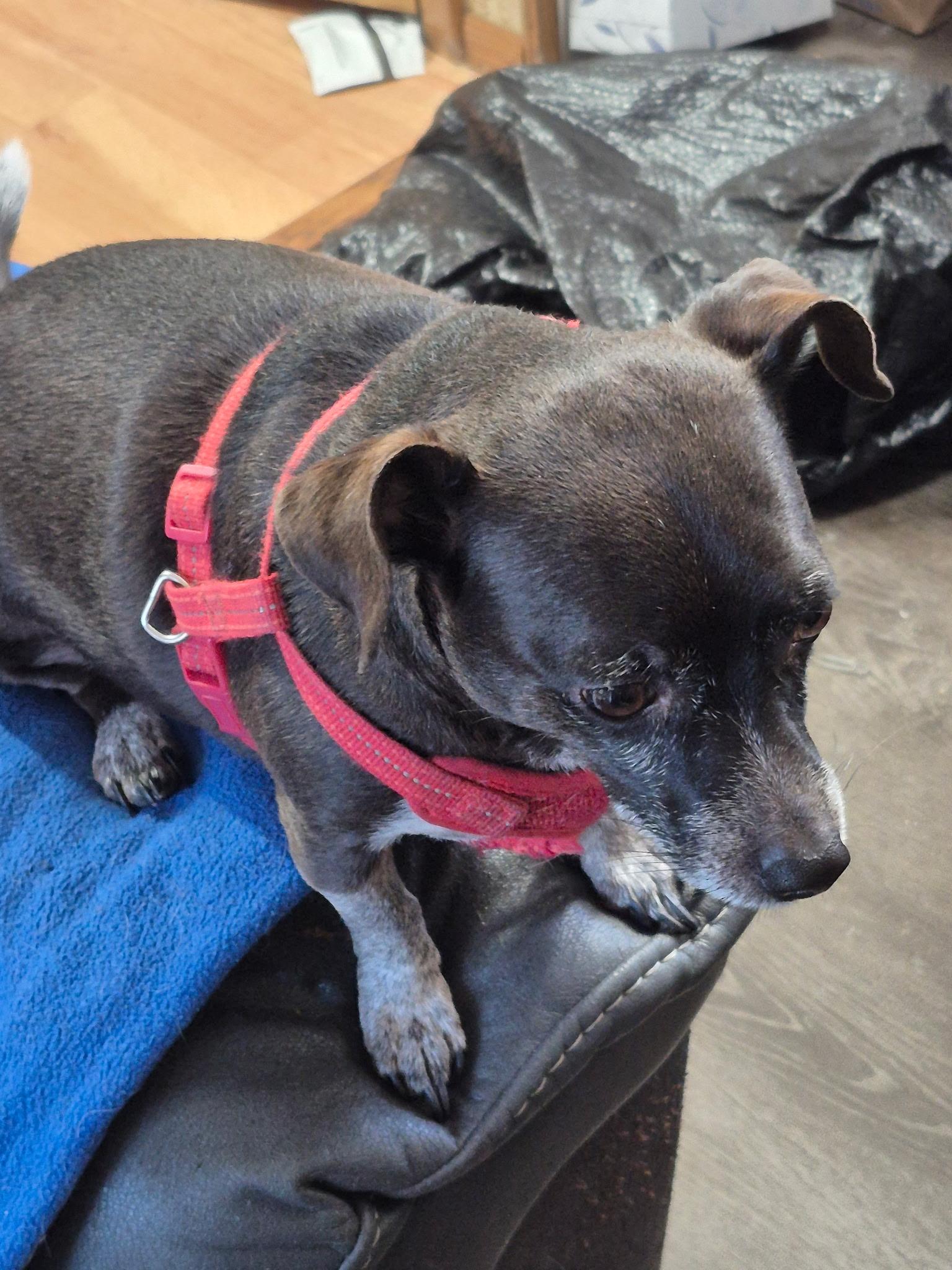 Enlarge Vina - Local Jan 9-11, an adopted mixed breed in North Smithfield, RI image 2/3