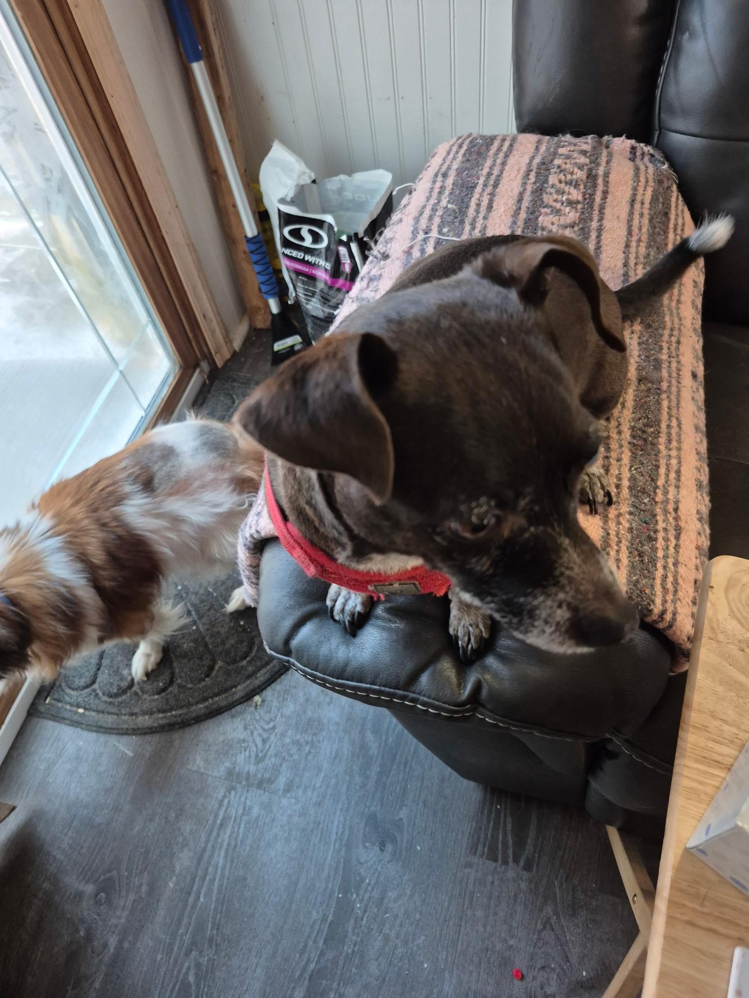 Enlarge Vina - Local Jan 9-11, an adopted mixed breed in North Smithfield, RI image 3/3