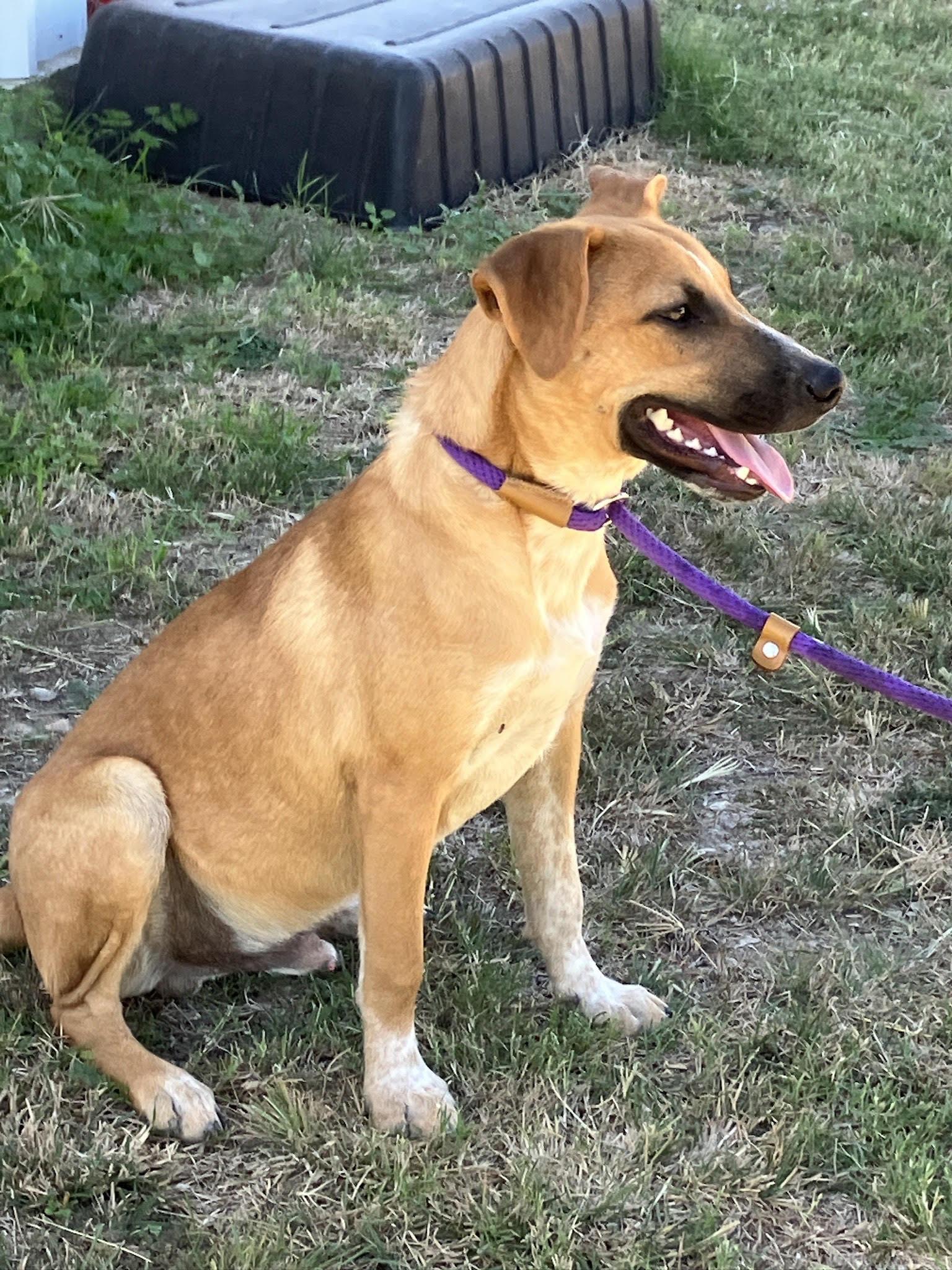 SVEN-Seriously Silly