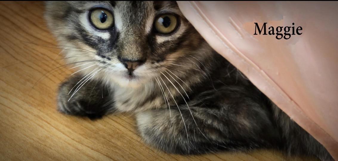 Enlarge Maggie, an adoptable Domestic Long Hair in Mauston, WI image 1/1