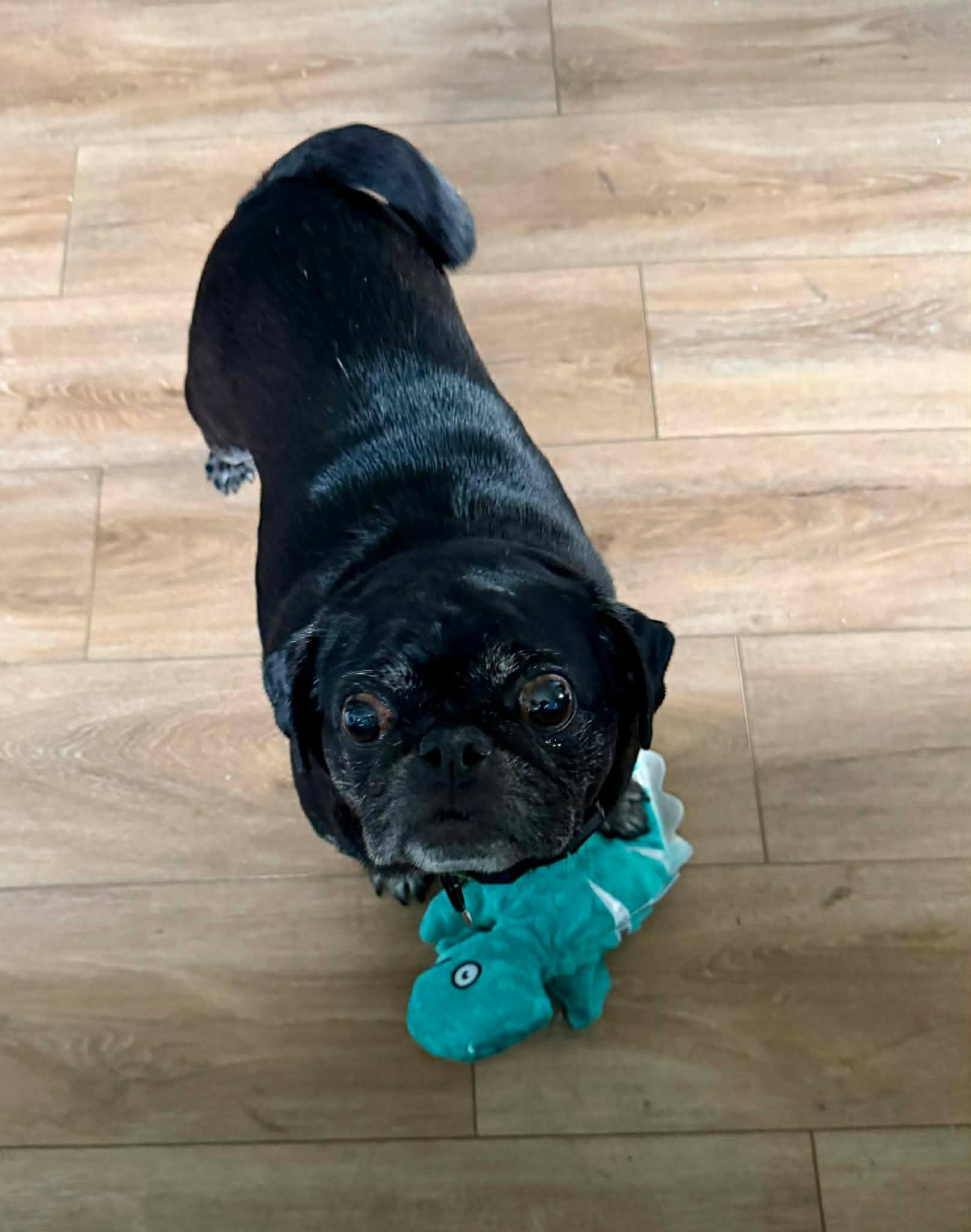 Enlarge Patrick, a Adoptable mixed breed in Winnipeg, MB image 1/3
