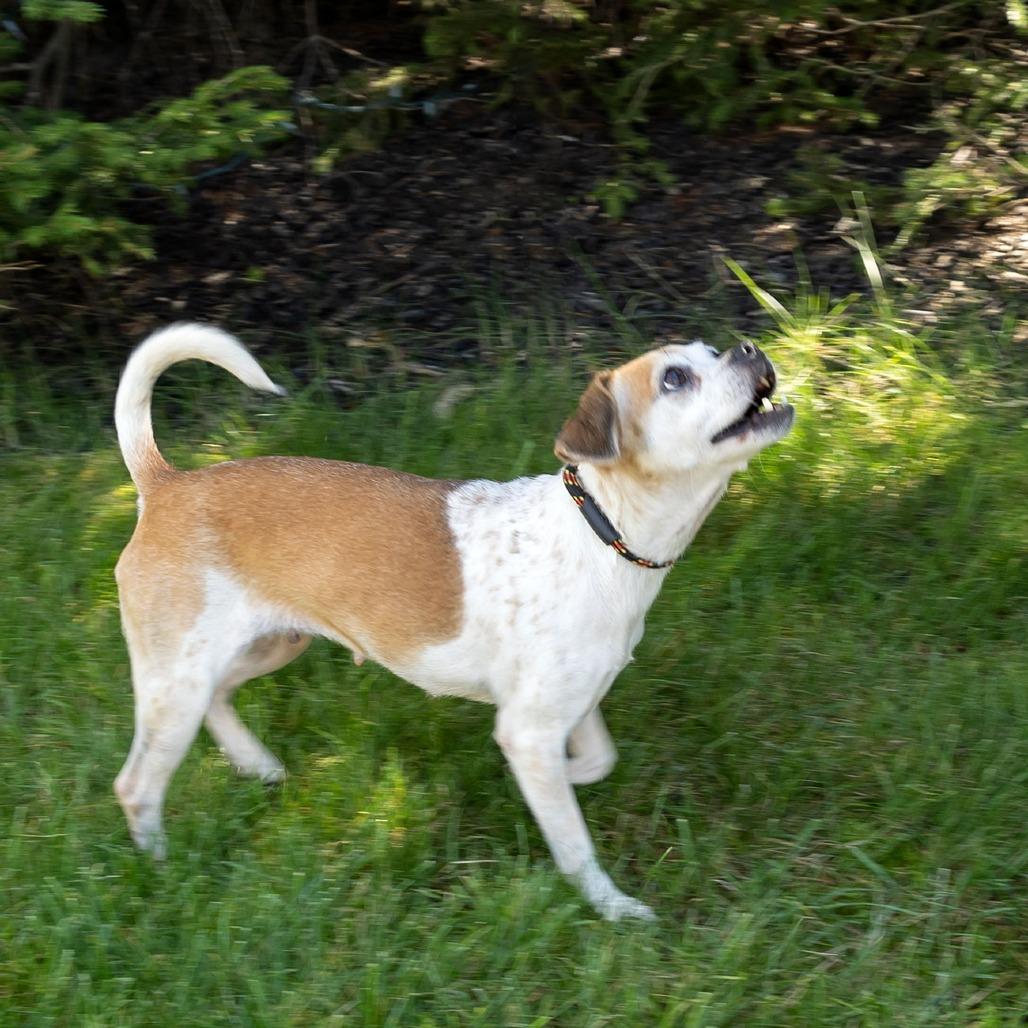 Trixie, Adoptable, Adult Female Chihuahua & Pug.