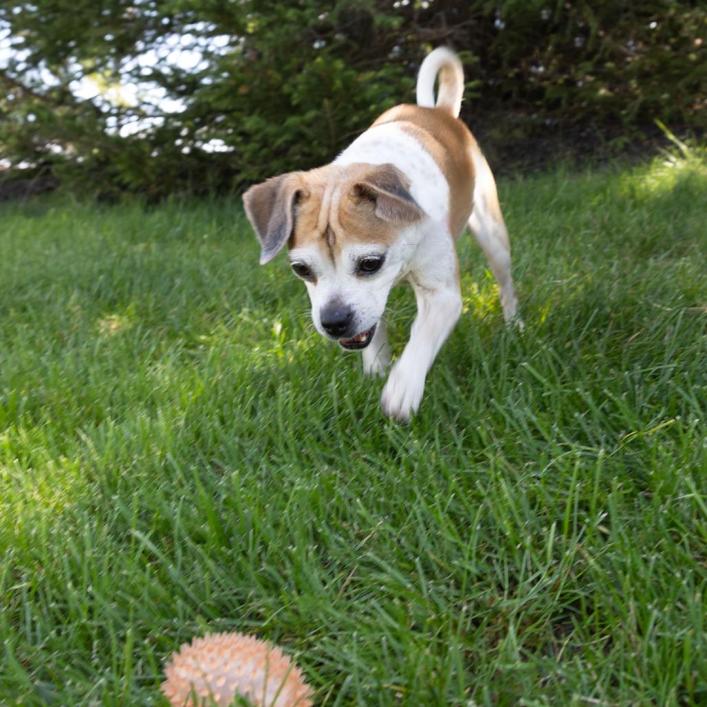 Enlarge Trixie, a Adoptable mixed breed in Erie, PA image 2/6