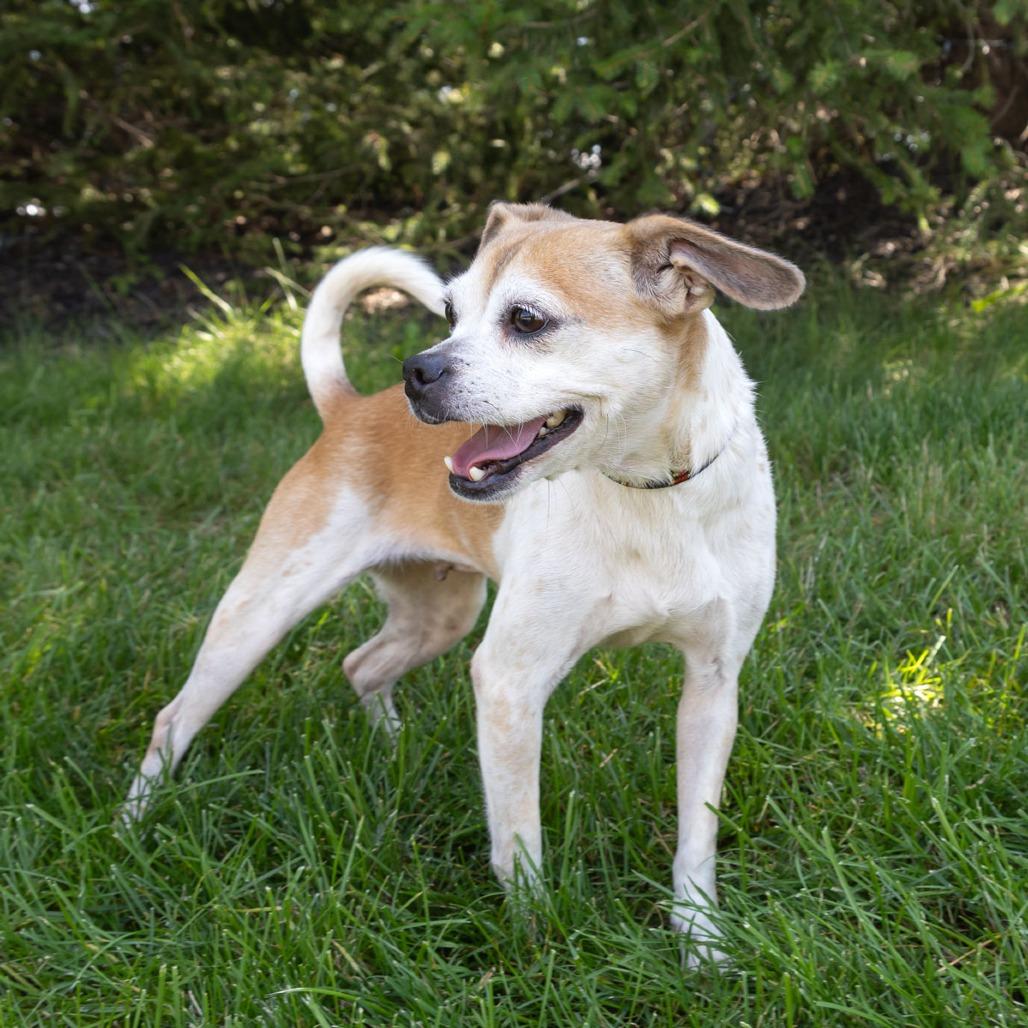 Enlarge Trixie, a Adoptable mixed breed in Erie, PA image 3/6