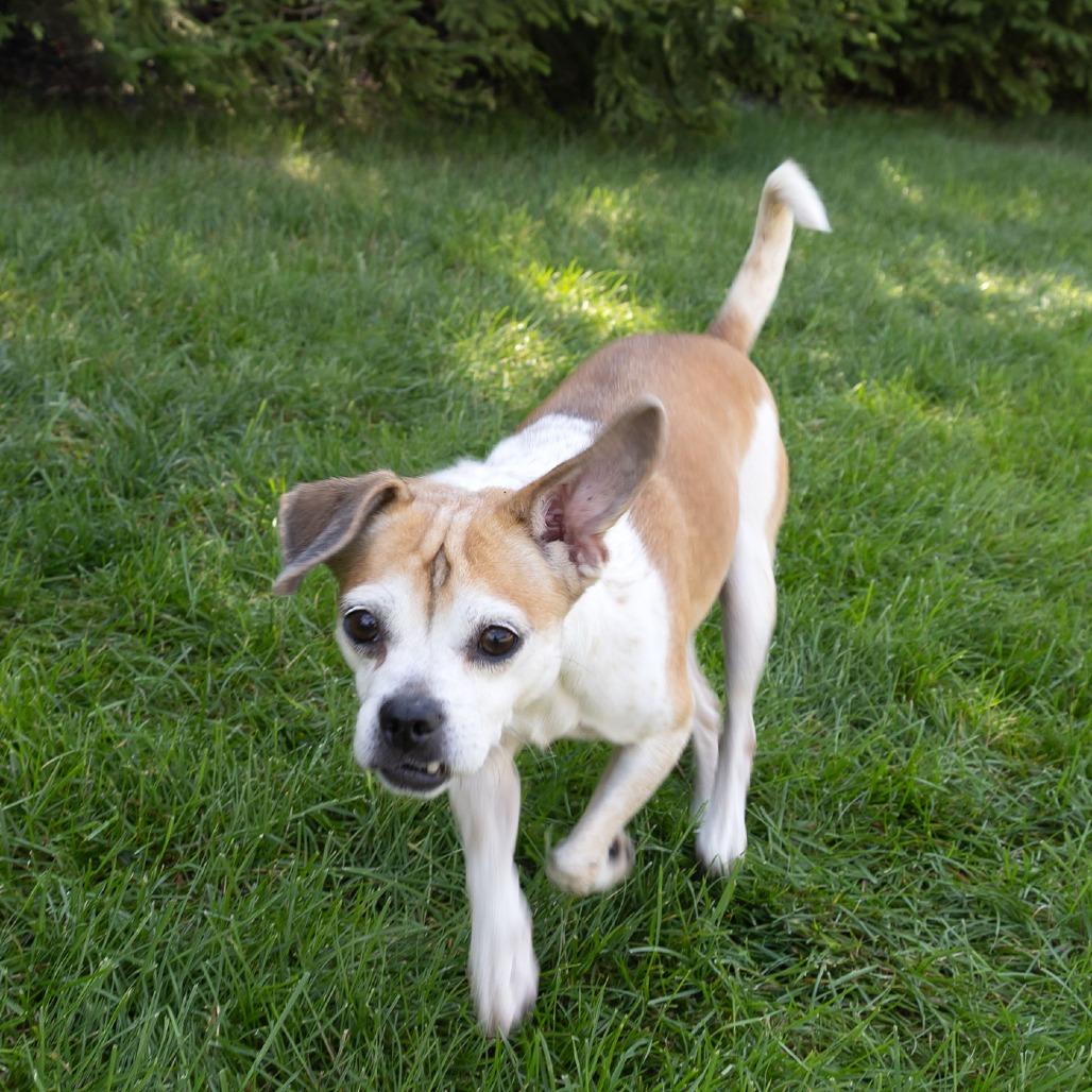 Enlarge Trixie, a Adoptable mixed breed in Erie, PA image 4/6
