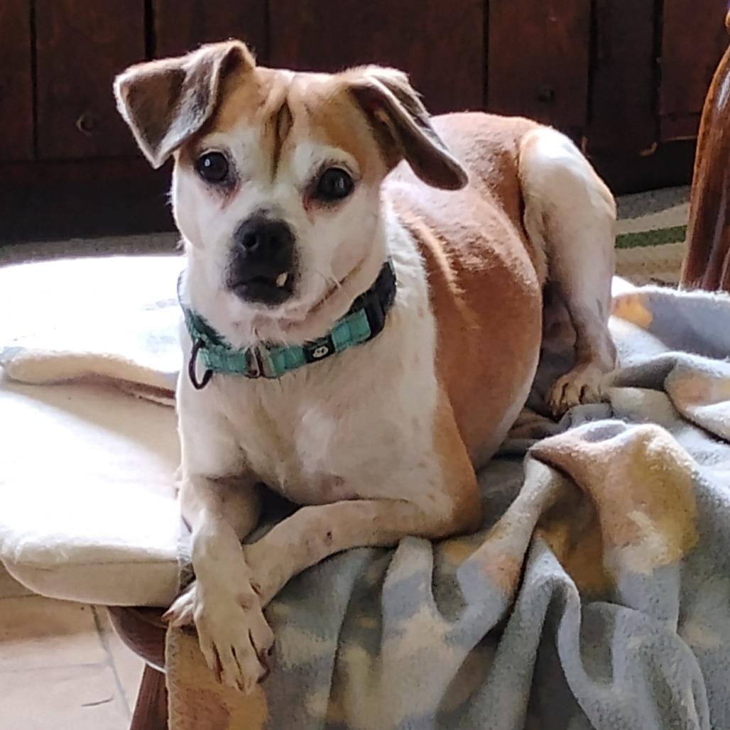 Enlarge Trixie, a Adoptable mixed breed in Erie, PA image 5/6