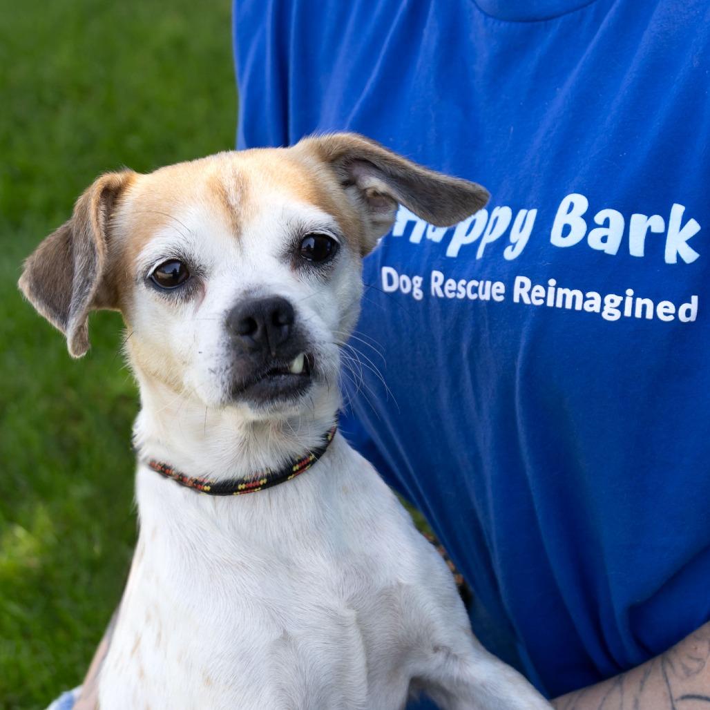 Enlarge Trixie, a Adoptable mixed breed in Erie, PA image 6/6