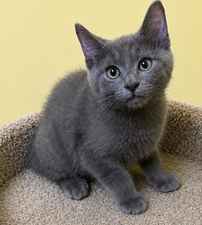 Enlarge Dash, an adopted Domestic Medium Hair in Jackson, GA image 1/1