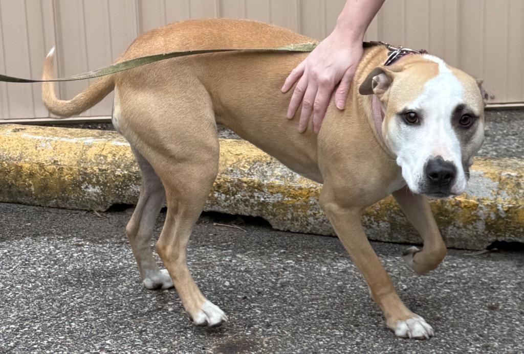 Dixie, Adoptable, Young Female Pit Bull Terrier.