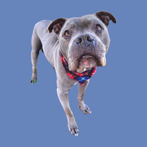 Enlarge Doobs -- URGENT!, a ADOPTABLE Pit Bull Terrier in Thousand Oaks, CA image 1/2