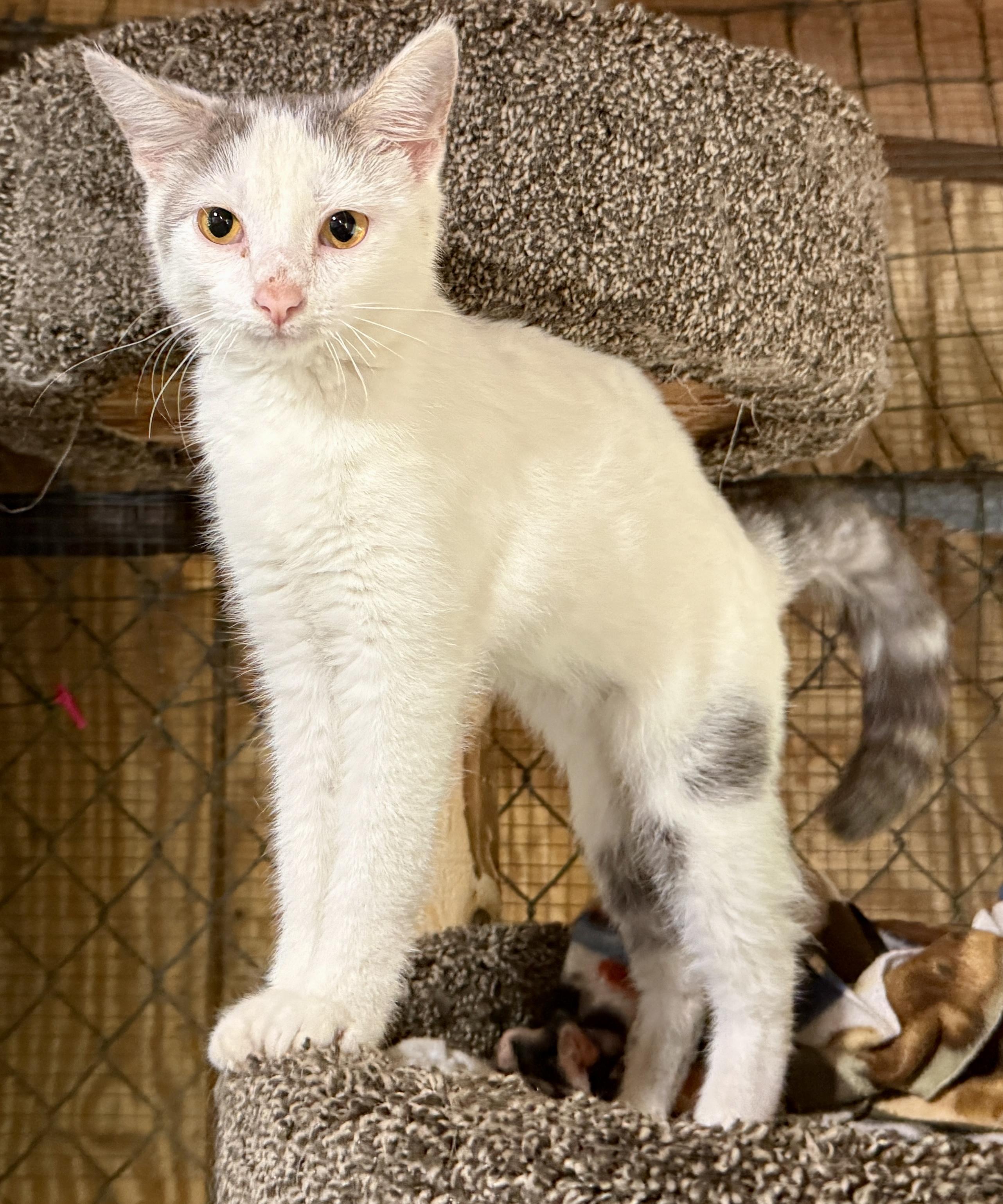 Citrene, a ADOPTABLE Domestic Short Hair in Ashland, OH image 1/5
