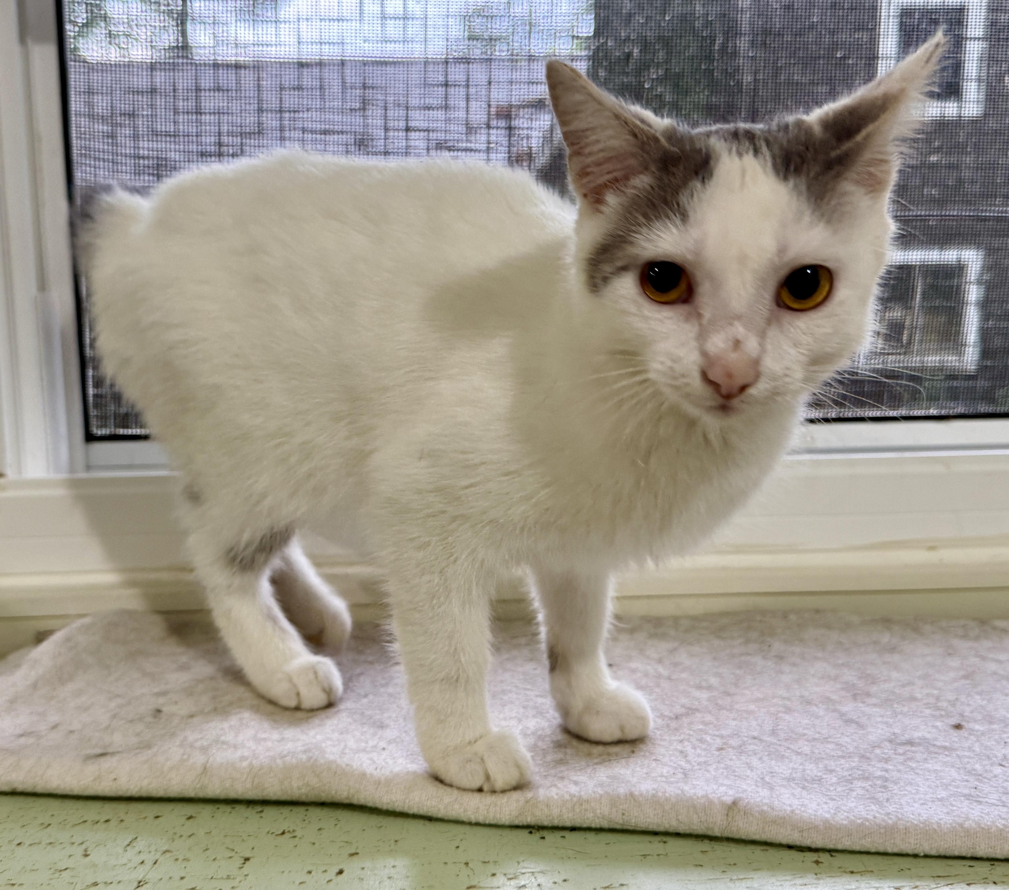 Citrene, a ADOPTABLE Domestic Short Hair in Ashland, OH image 5/5