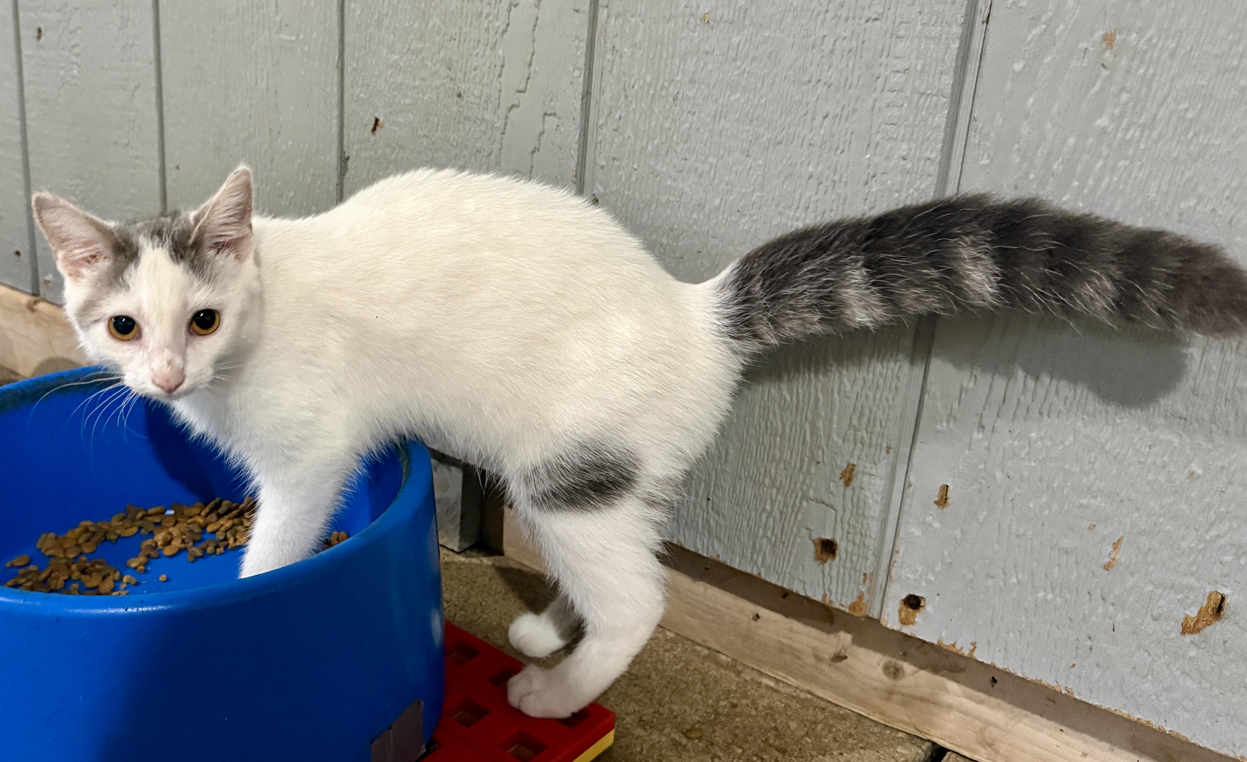 Citrene, a ADOPTABLE Domestic Short Hair in Ashland, OH image 4/5