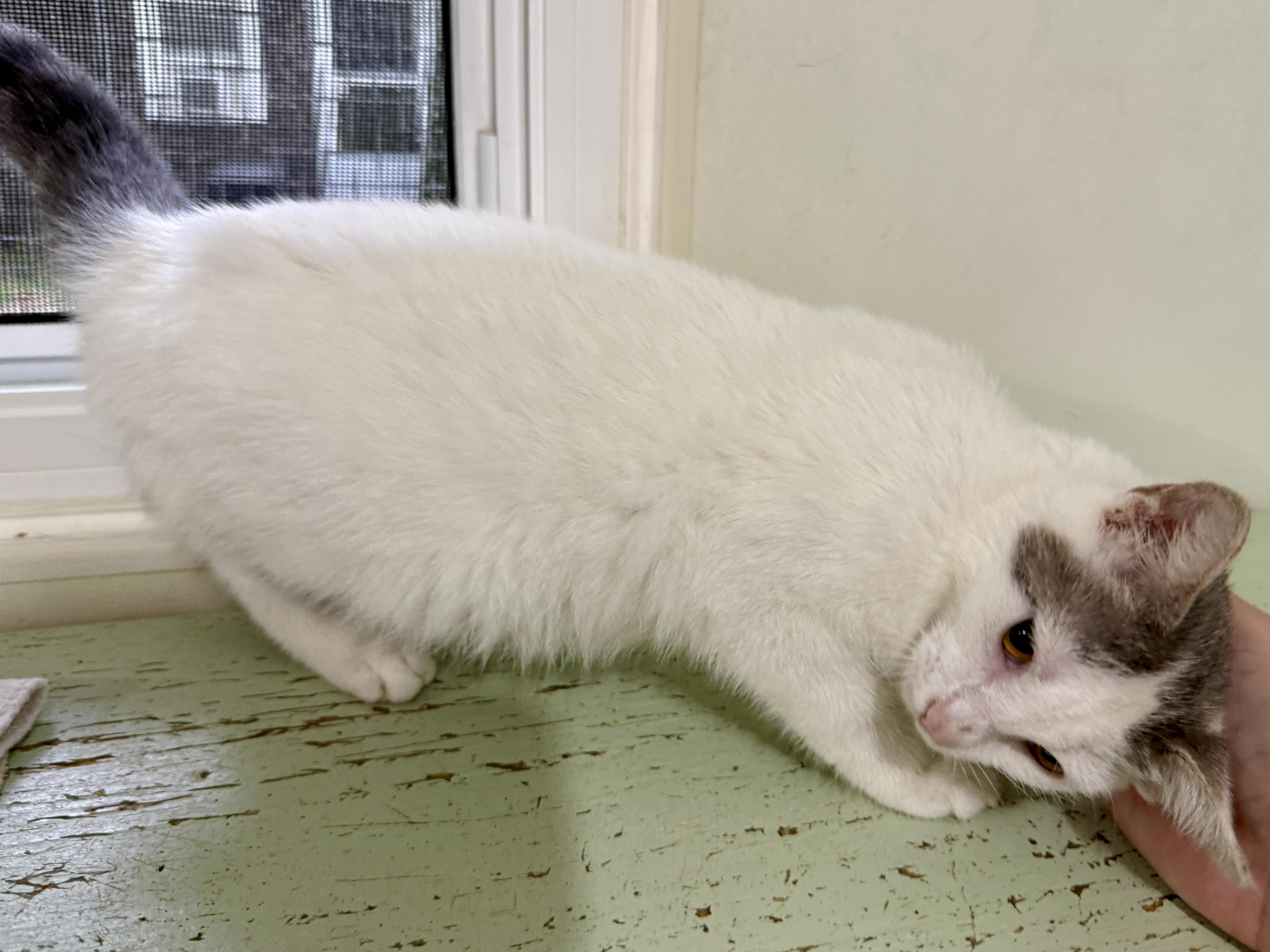 Citrene, a ADOPTABLE Domestic Short Hair in Ashland, OH image 3/5