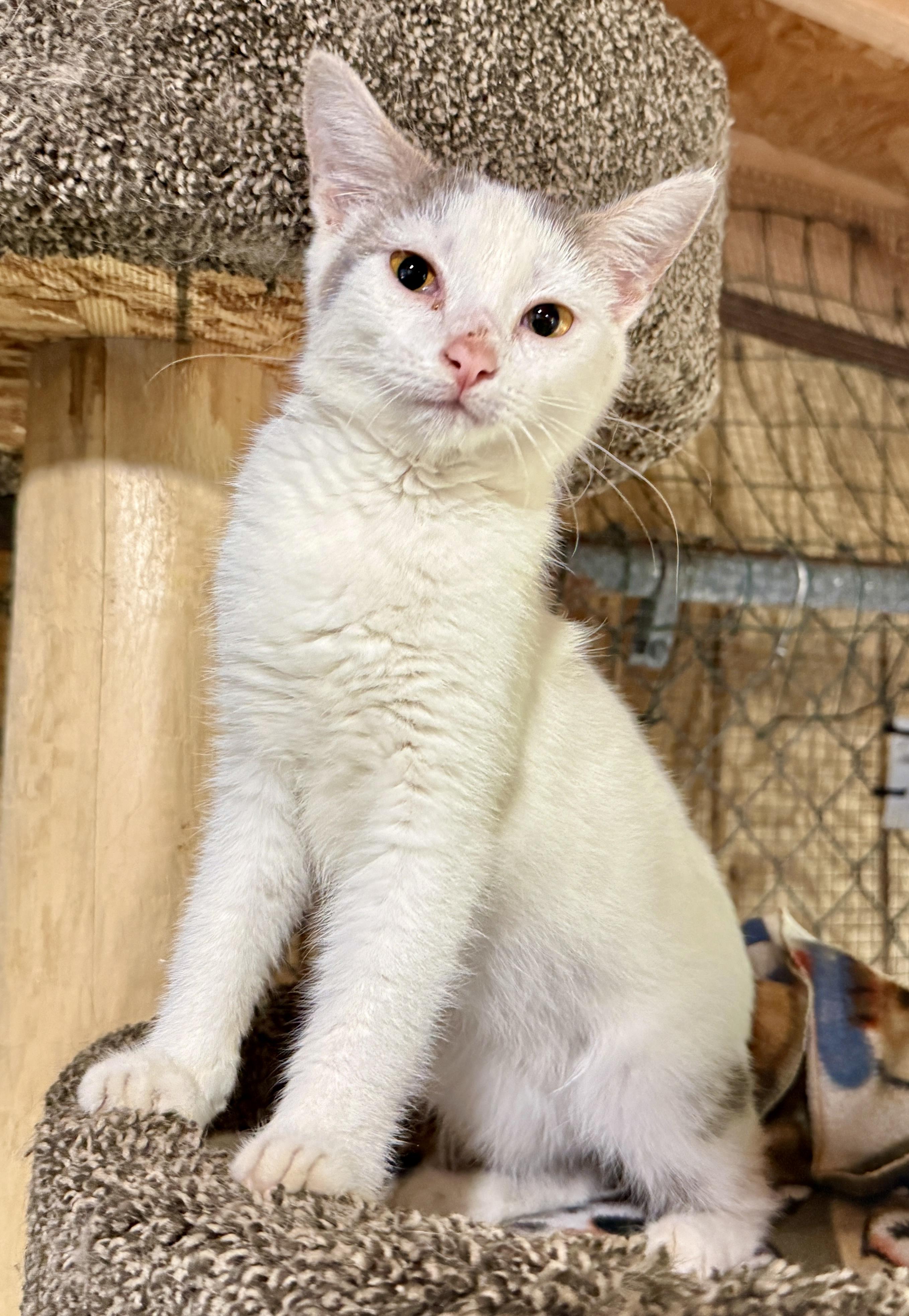 Citrene, a ADOPTABLE Domestic Short Hair in Ashland, OH image 2/5