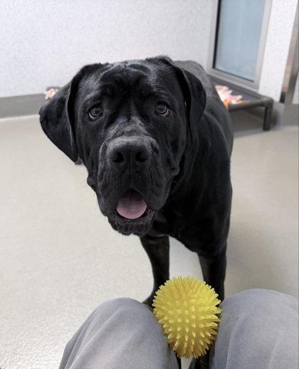 Camembert, Adoptable, Adult Female Neapolitan Mastiff & Mixed Breed.
