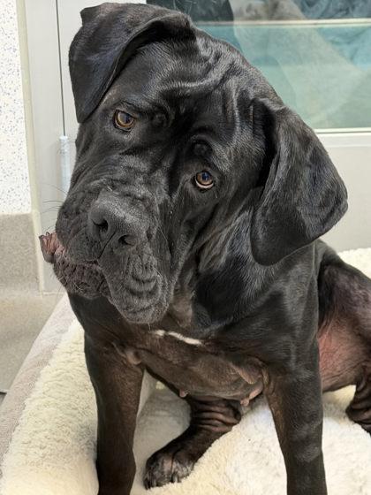 Enlarge Camembert, a Adoptable mixed breed in Roseville, CA image 2/3