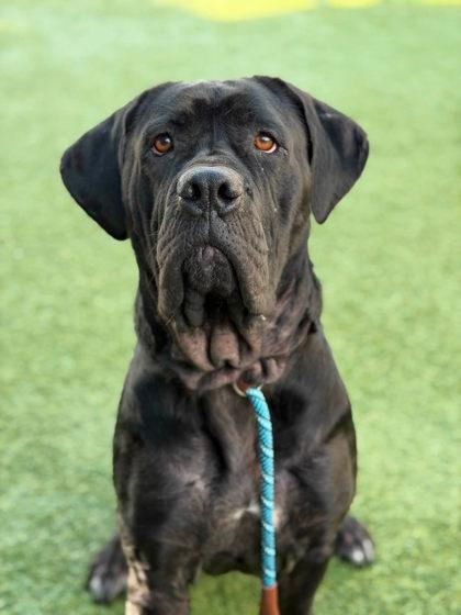 Enlarge Camembert, a Adoptable mixed breed in Roseville, CA image 3/3