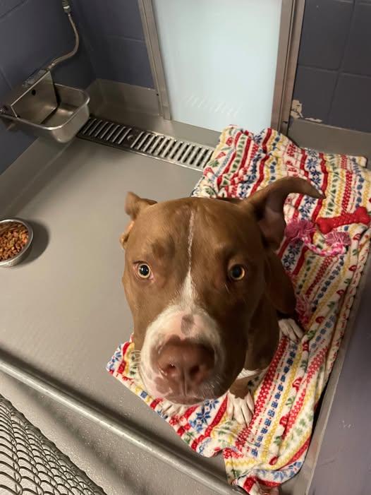 Enlarge Brodie, a Adoptable Mixed Breed in Gardner, MA image 1/1