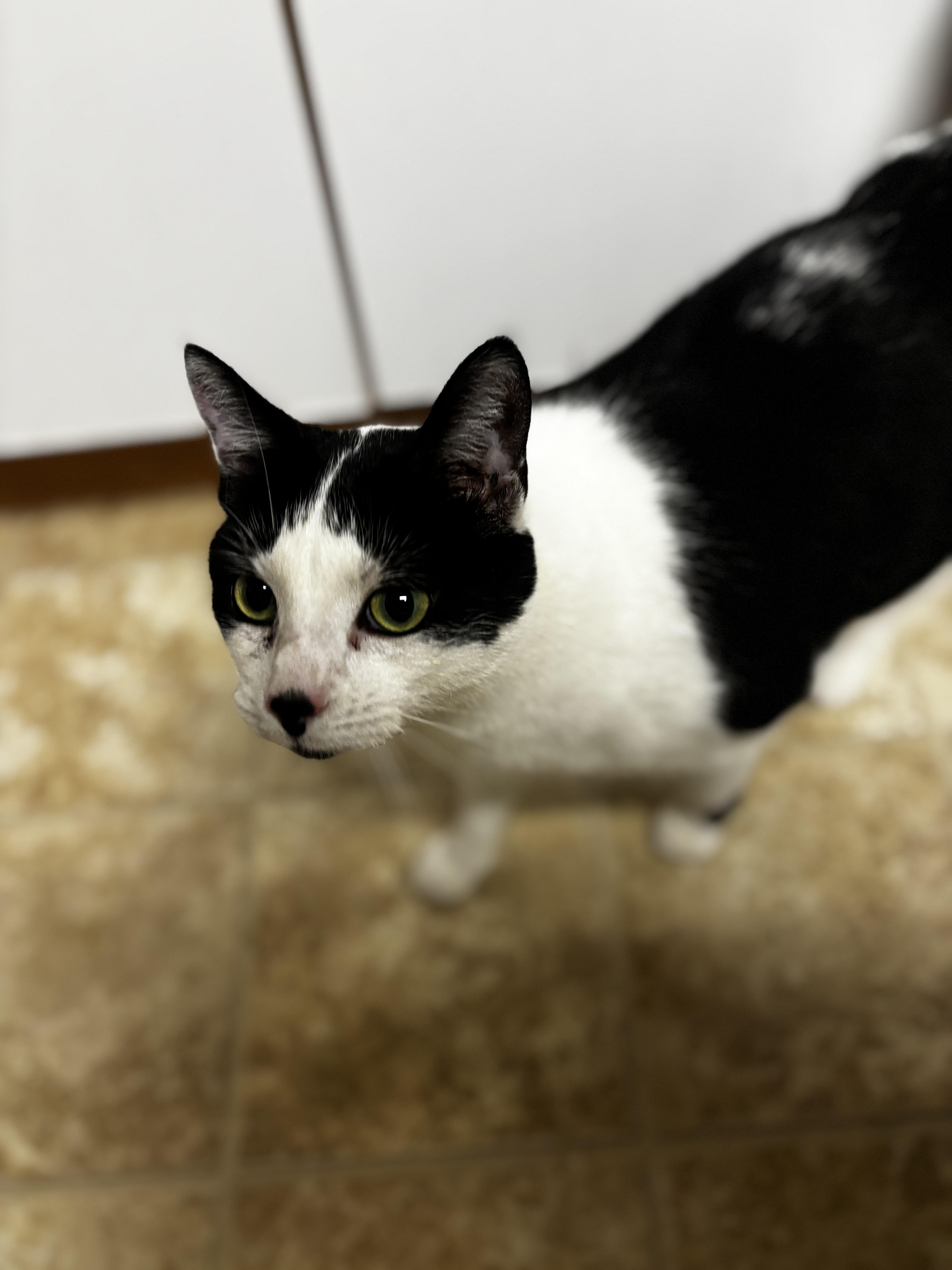 Pebbles, a ADOPTABLE Domestic Short Hair in Dodgeville, WI image 2/2