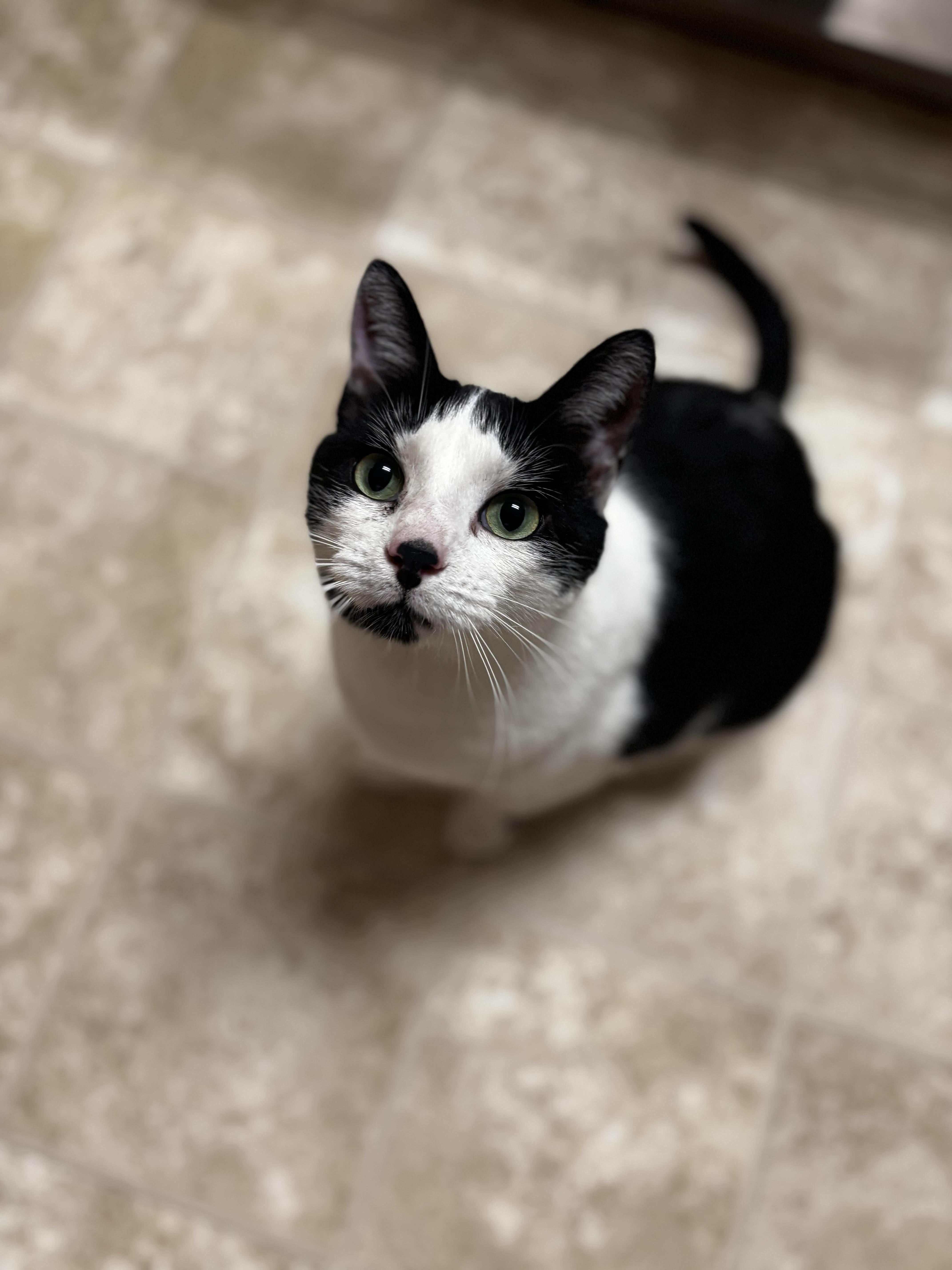 Pebbles, a ADOPTABLE Domestic Short Hair in Dodgeville, WI image 1/2