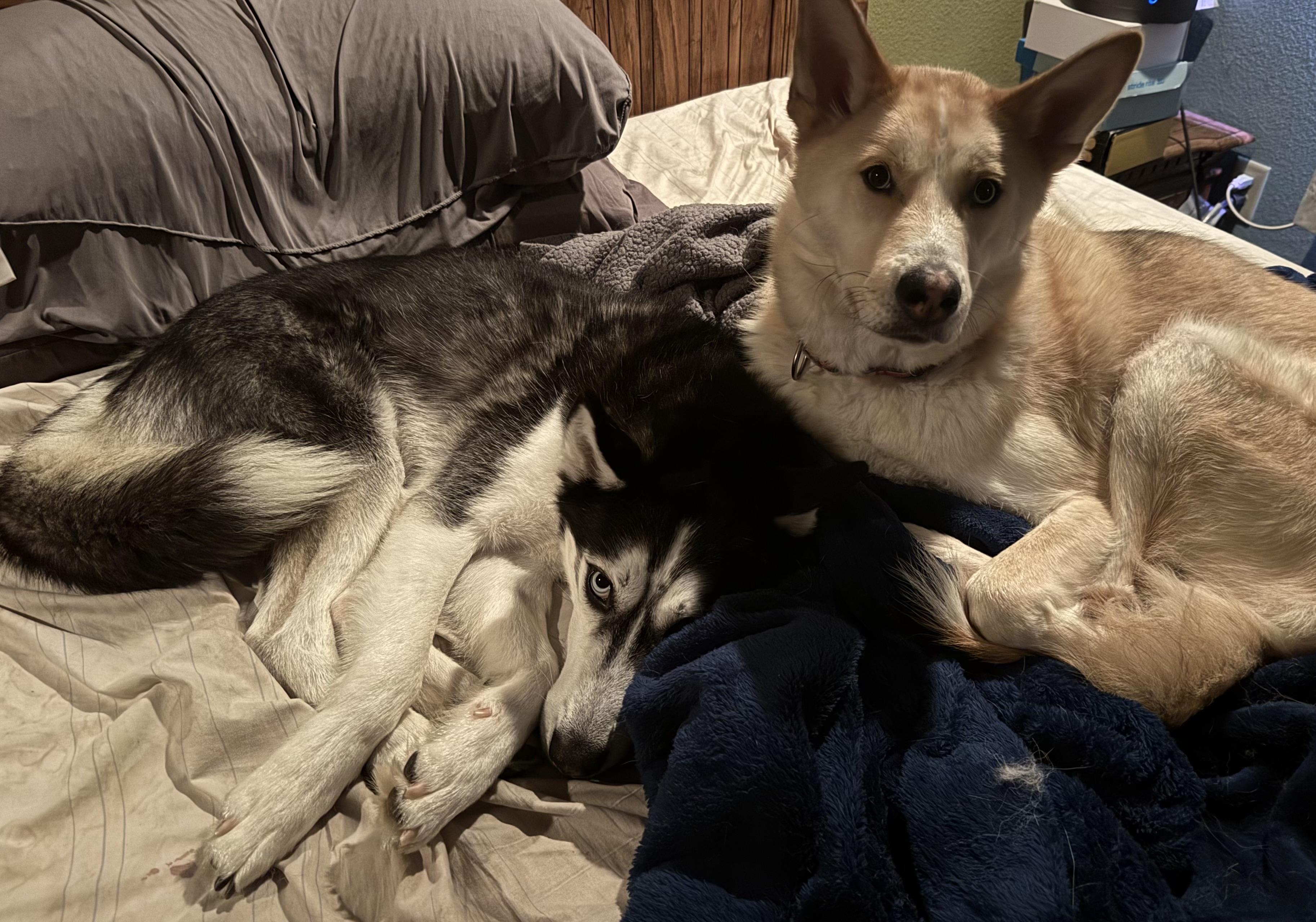 Enlarge Vento, a Adopted Siberian Husky in La Motte, IA image 2/4